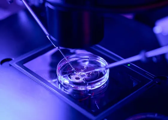 Procedimento de micromanipulação embrionária em laboratório